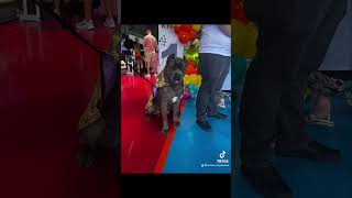 KAIRO CANE CORSO EN COSTA RICA [upl. by Eatnahc]