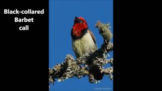 Black collared Barbet call [upl. by Ashia787]