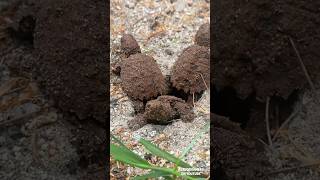 Baby snapping turtles hatching Full video and story on FB and IG maine turtles wildlife [upl. by Shannah242]