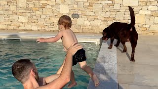 Baby Teaches His Dog How to Dive in the Pool [upl. by Gavan866]