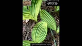 Bulbous Plants Series Haemanthus Convallaria Ornithogalum and Freesia Species [upl. by Tegirb5]