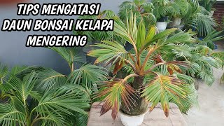 CARA MENGATASI BONSAI KELAPA DAUN MENGERING AGAR SUBUR KEMBALI [upl. by Wilek]