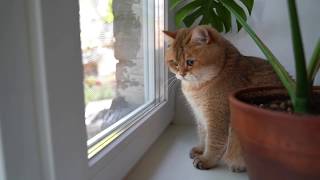 Face to face  Hosico vs Pigeon [upl. by Mahsih996]