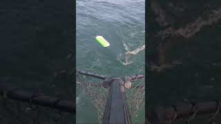 Lake Ontario COHO SALMON fishing shorts fishing [upl. by Reiss]