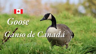 El impresionante Ganso Canadiense  Canadian goose  Huards  TheirOwnChannel [upl. by Cenac]