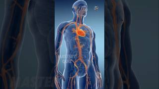 Heart 3d Animation  Must Watch how our heart is beating shorts biology 3dheart 3danimation [upl. by Howell]