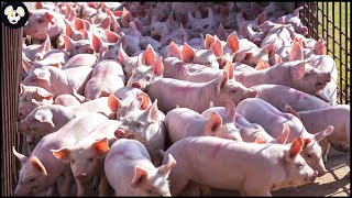 How American Farmers Raise Millions of Pigs  Modern Pig Farms [upl. by Eeldivad]