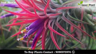 Tillandsia Ionantha Red  The Perfect Air Plant for Your Space  Seed2Plant [upl. by Eniamrej]