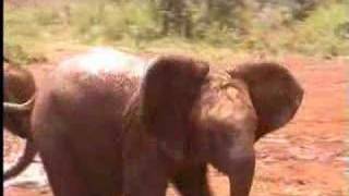 The David Sheldrick Wildlife TrustElephant Playing Football [upl. by Ellac]