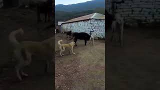 KAVGAYI ARIRAN BOGAdoğalyaşam animals cow kangal doğal goat [upl. by Yelruc89]