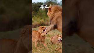 Lionesses vs Lion 🦁 Aggressive Behavior shorts [upl. by Scheer]