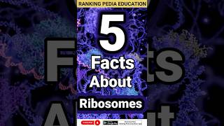 5 Facts about Ribosomes  What are Ribosomes  Ribosomes Function and Structure ribosomes biology [upl. by Sproul309]