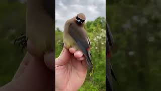 BirdsCedar Waxwing One of the most stylish and elegant birds [upl. by Ahsiral987]