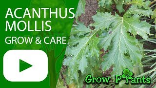 Acanthus mollis  How to grow [upl. by Sadinoel]