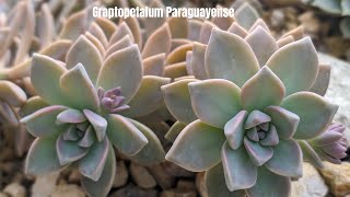 Propagating a Graptopetalum paraguayense succulent from cuttings and leaves [upl. by Odlavso]