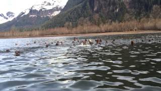 Skeena River  Eulachon run  Sea lion [upl. by Saiff]