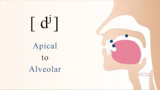 dʲ  voiced unaspirated palatalized apical alveolar stop [upl. by Mab]