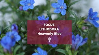 FOCUS  LITHODORA Heavently Blue [upl. by Farron]