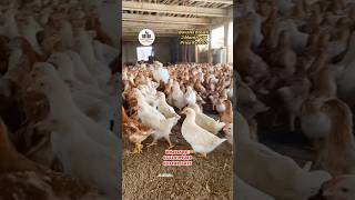 2 month old bovan brown  Bovans brown farming  poultry farming in Pakistan  Naqvi poultry farms [upl. by Willey741]