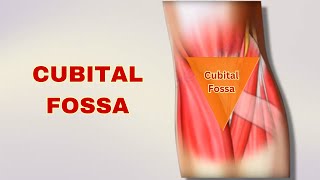 Cubital Fossa Explained Anatomy Boundaries Contents  Doctor Speaks [upl. by Laddy]