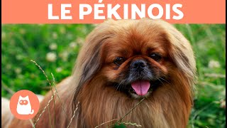 Race de chien  le Pékinois [upl. by Marquita]