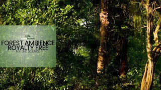 Forest Ambience  Nature Sound Effect Free Download [upl. by Gruber]