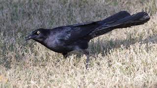 Greattailed Grackle Video Call and Pictures [upl. by Bigot]