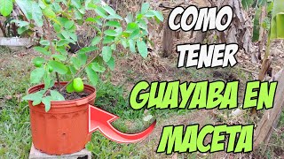 COMO TENER GUAYABA EN MACETA [upl. by Lionel]