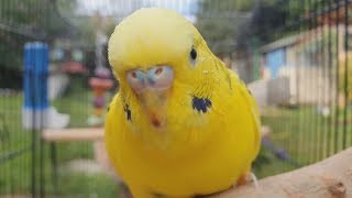 2 Hours of Budgie Best Friends  Mango and Chutney  Singing and Talking Sounds [upl. by Luebke]