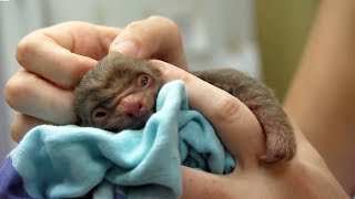 Worlds Cutest Baby Animals  BBC Earth [upl. by Cornelius3]