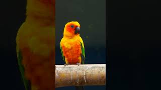 Sun Conure sunconurebird sunconure sunconureparrot [upl. by Ahseel]