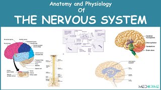 Structure of the nervous system  Organ Systems  MCAT  Khan Academy [upl. by Petta]