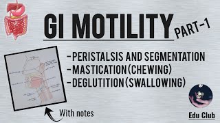 GI Motility Part  1  Chewing Reflex  Deglutition  Gastrointestinal Physiology [upl. by Bright536]