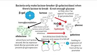 IPTG induction using the lac promoter [upl. by Anitsirhc992]