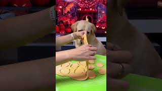 BAZYL PIECZE CIASTKA 🍪🎃 labrador labradorretriever funny comedy śmiesznefilmiki funnydogs [upl. by Nainatrad]