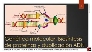 Biosíntesis de las proteínas y duplicación del ADN [upl. by Ranip960]