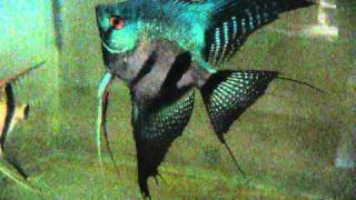 Pterophyllum scalare Pinoy Ghost Angelfish [upl. by Tteragram716]