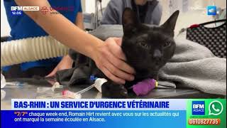 Urgence vétérinaire 67  Passage sur BFM Alsace [upl. by Tyoh]