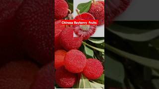 amazing fruit packing from the garden Bayberry [upl. by Akimas606]