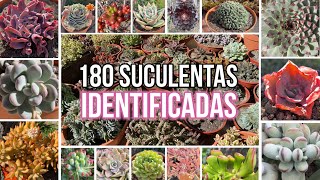 180 SUCULENTAS IDENTIFICADAS  Nombres Cientificos [upl. by Korman]