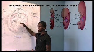 Development of body Cavities and the diaphragm Part 2 [upl. by Ennayrb233]