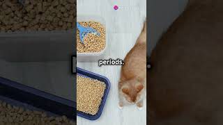 Make a Litter Box That NEVER Smells 🐱💡 DIY Trick You NEED to Try shorts [upl. by Gudrin]