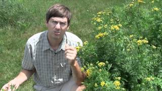 Common Tansy identification of the Wisconsin Invasive Species Tanacetum vulgare [upl. by Mallina992]