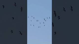 Roosting Black Headed Gulls Flying In A Line In Late November birds avian nature [upl. by Retlaw959]