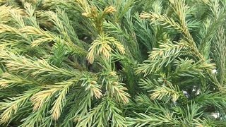 Cryptomeria Japonica ‘Globosa [upl. by Cathey]