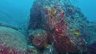 【映像記録】チョウチョウウオと泳ぐ Oriental butterflyfish [upl. by Aihsined564]