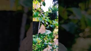 Stunning Butterfly in Slow Motion 🦋 butterfly slowmotion slowmo youtubeshorts [upl. by Aihsenot]