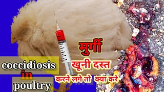 coccidiosisinchicken  coccidiosis in poultry treatment of coccidiosis मुर्गी में खूनी पेचिस [upl. by Dnilazor]