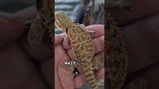 beardeddragon lizard reptiles animals pets pet shorts shortsfeed shortsvideo fyp reels [upl. by Budworth433]