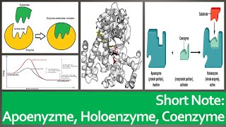 Apoenzyme Cofactors Coenzymes and Holoenzymes quotShort Note  2minsquot [upl. by Eelsel918]